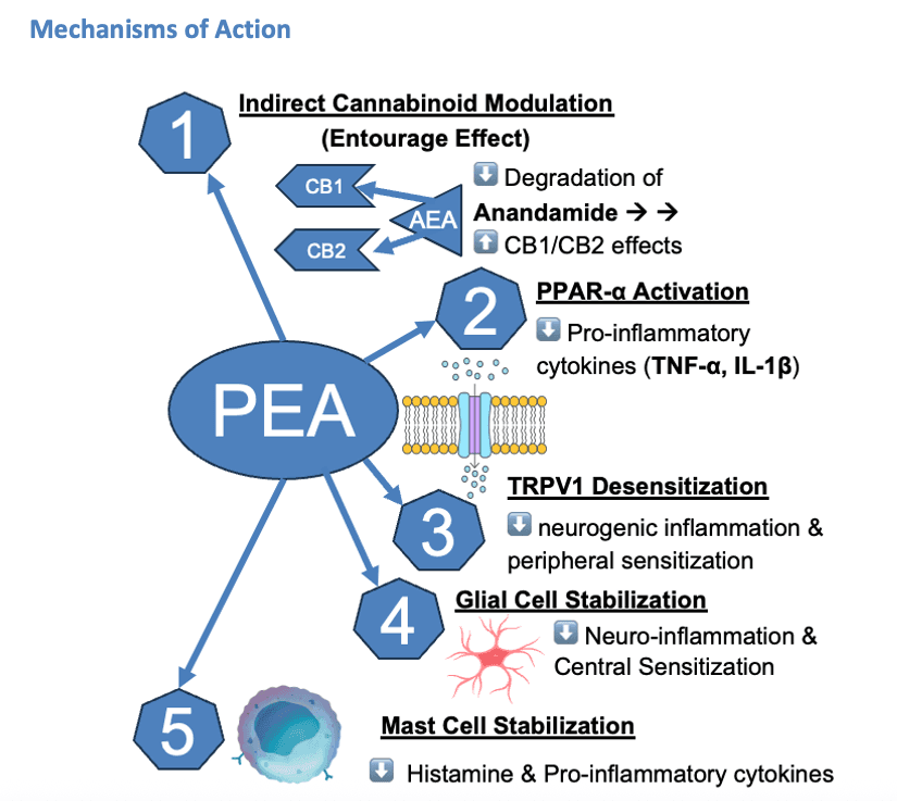 PEA Mechanisms of Action PEA Mechanisms of Action